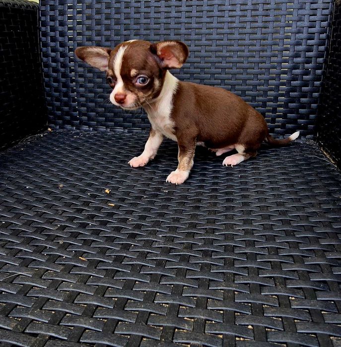 Chihuahua Macho cor Chocolate bem pequenino