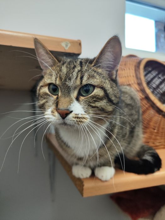 Piękny kocurek poleca się do adopcji