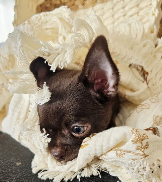 Chihuahua piesek krotkowlosy " czekoladowy " Nesquik Do odbioru