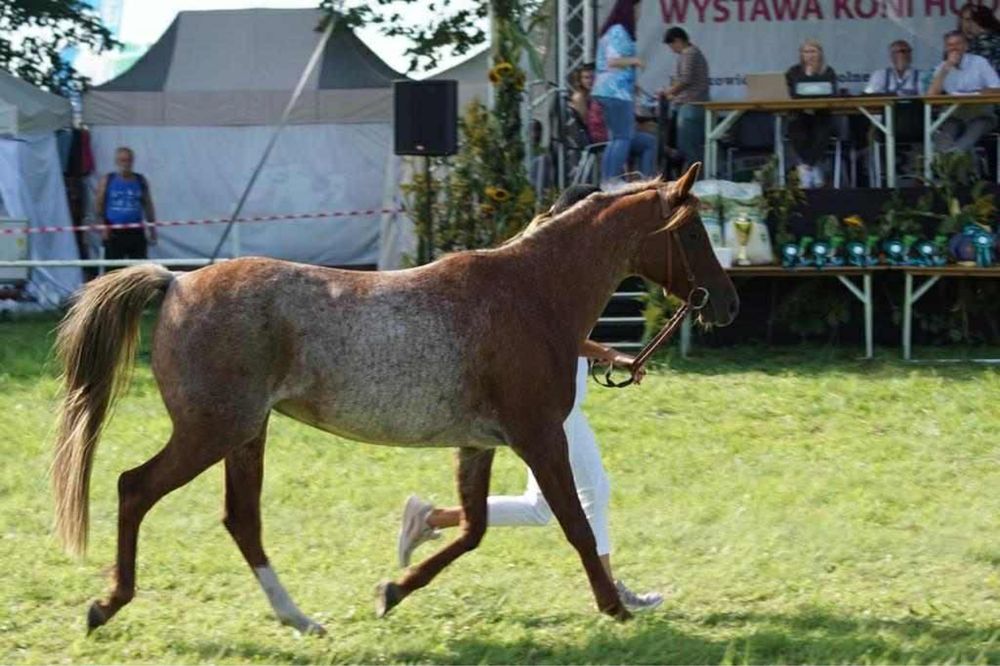 Klacz / Koń - 4,5 roku