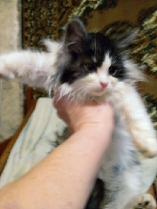 Віддам кошенят в хороші руки