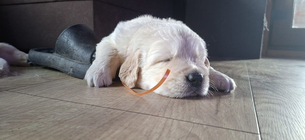 Golden Retriver ZKwP, FCI kremowy piesek