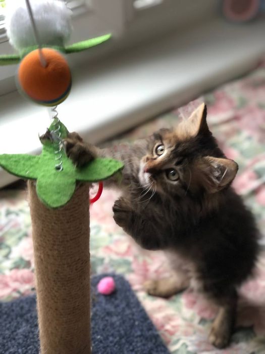 Котенок мальчик бесплатно