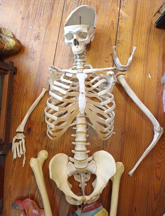 Esqueleto Humano Anatómico Modelos de Órgãos