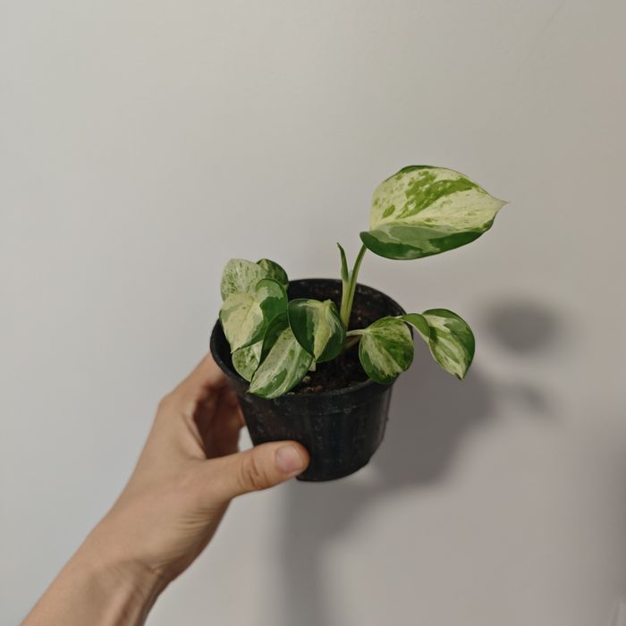 Epi Happy Leaf sadzonki