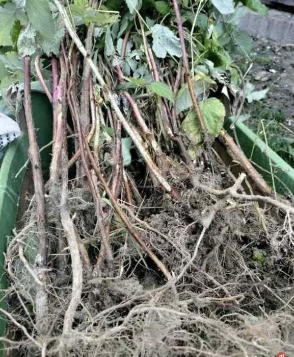 Wysyłka Sadzonki Malin jesienne Duże owoce