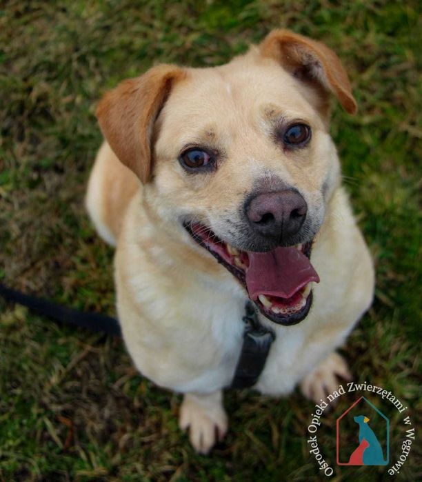 PIĘKNY, większy, wesoły i towarzyski - ma przepiękny uśmiech