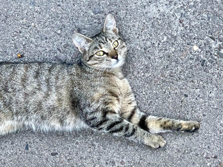 Стерилізовані киці