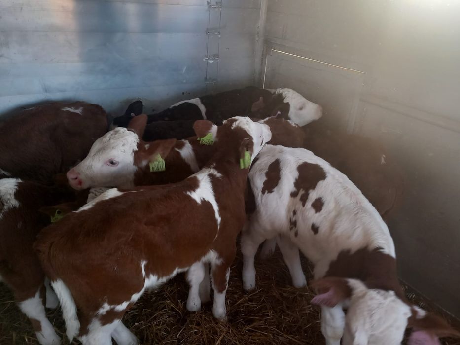 Sprzedam byczki mięsne