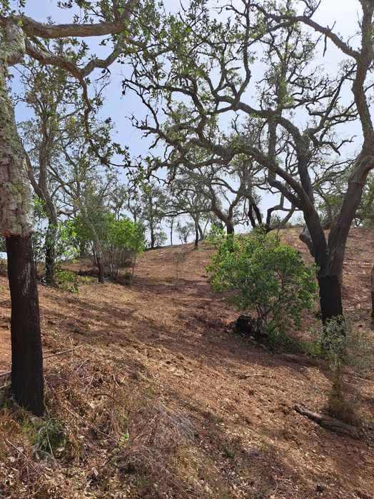 Terreno (Property) 24 Hect . Cortiça (Cork). Bx Alentejo. Algarve