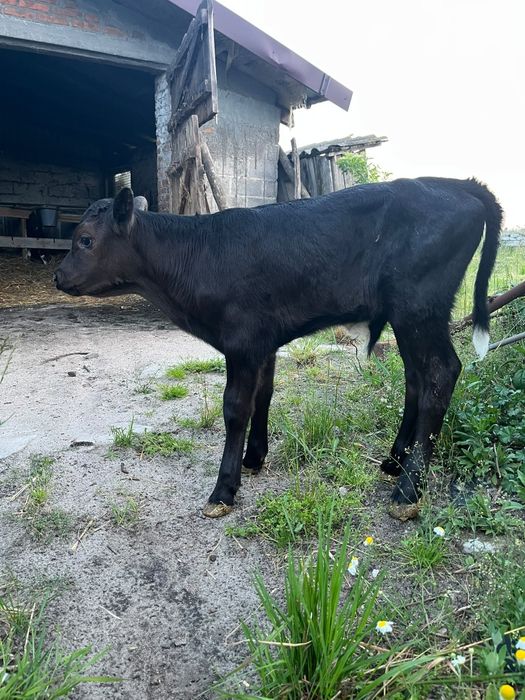Byczek cielak angus