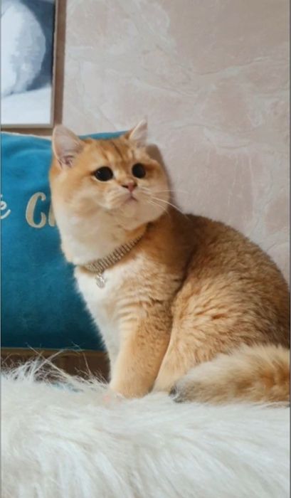 Британский плюшевий котик шиншила