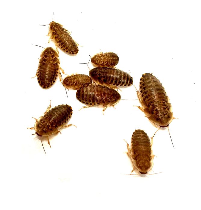 Owady karmowe karaczan mącznik drewnojad