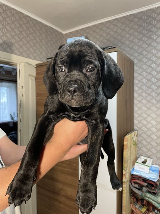 Цуценята Кане - Корсо 2 красуні