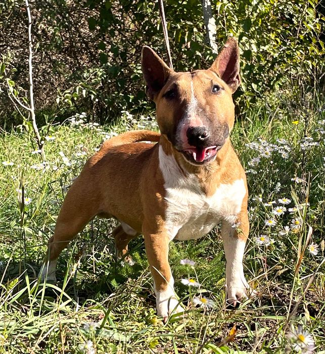 Миниатюрный бультерьер вязка