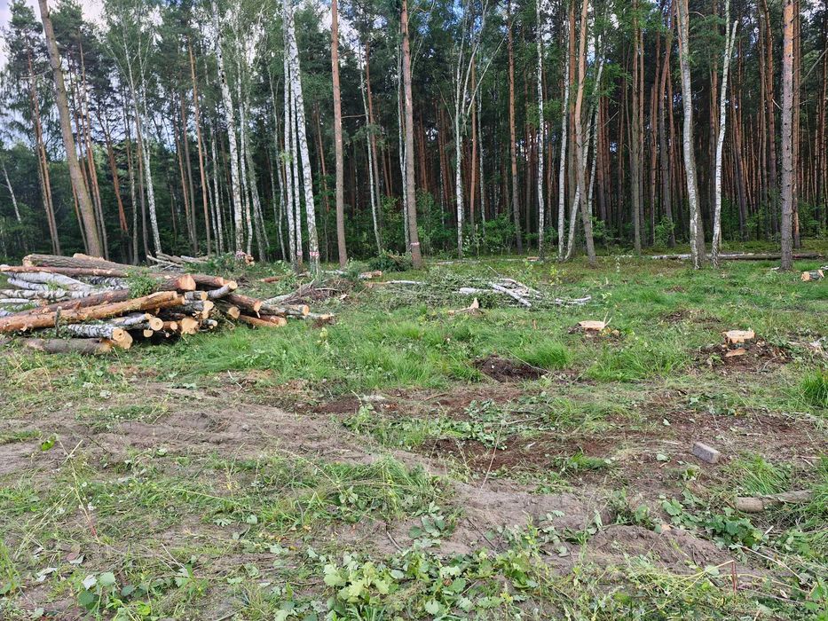 Wycinka drzew, czyszczenie działek, mulczer leśny