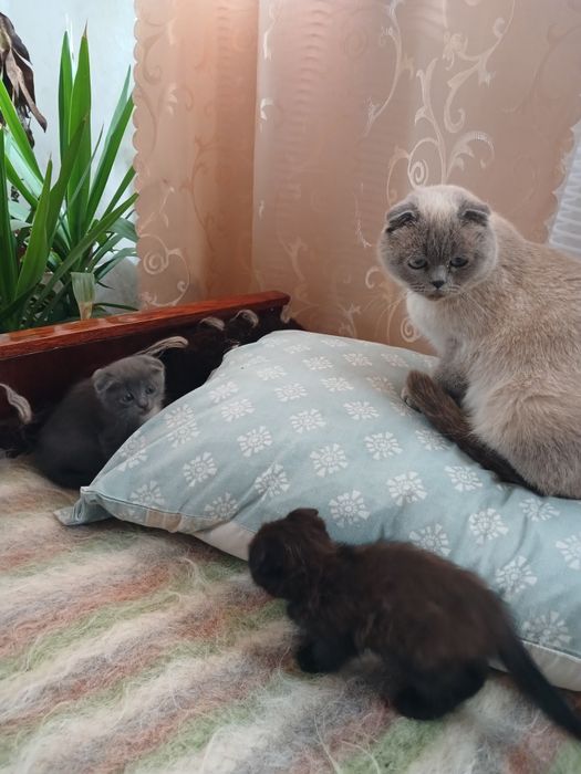 Чудові котики, шукають родину.і
