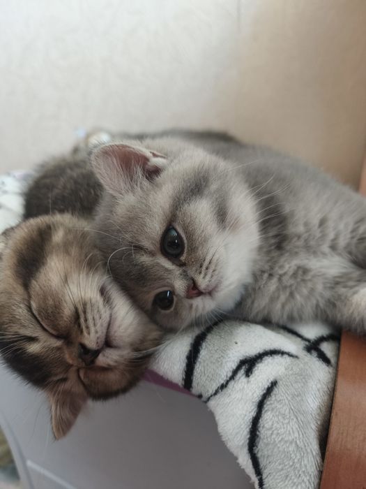 Срочно! Торг!Ваше пухнасте щастя чекає на вас!  Продаж шотландських кошенят