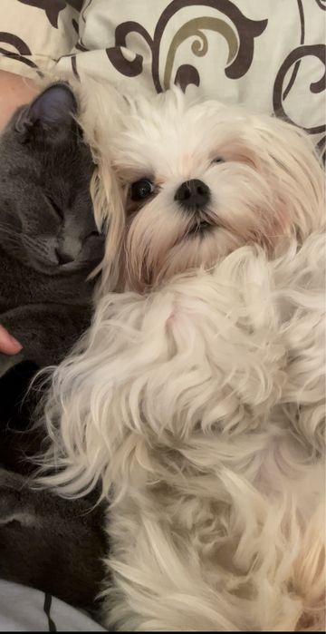 Вязка Мальтезе РАЗВЯЗАН, короткий носик, кукольные глазки, КСУ