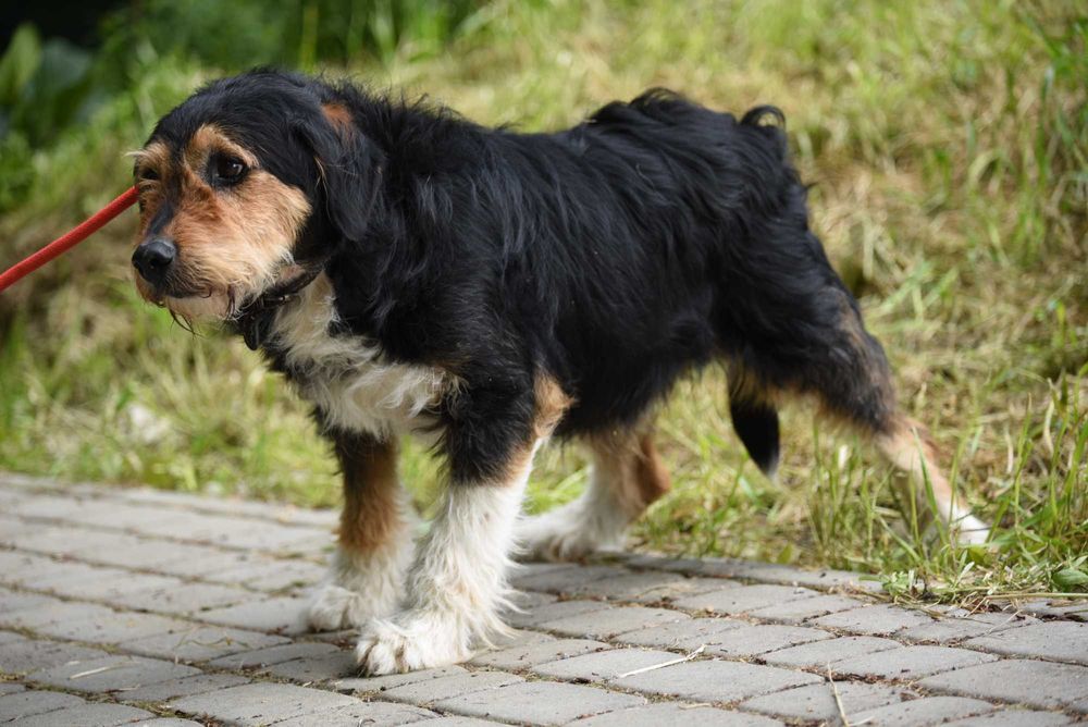 Guliwer - 4-letni piesek do adopcji