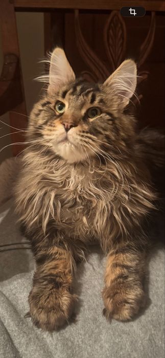 Kocurek Maine Coon