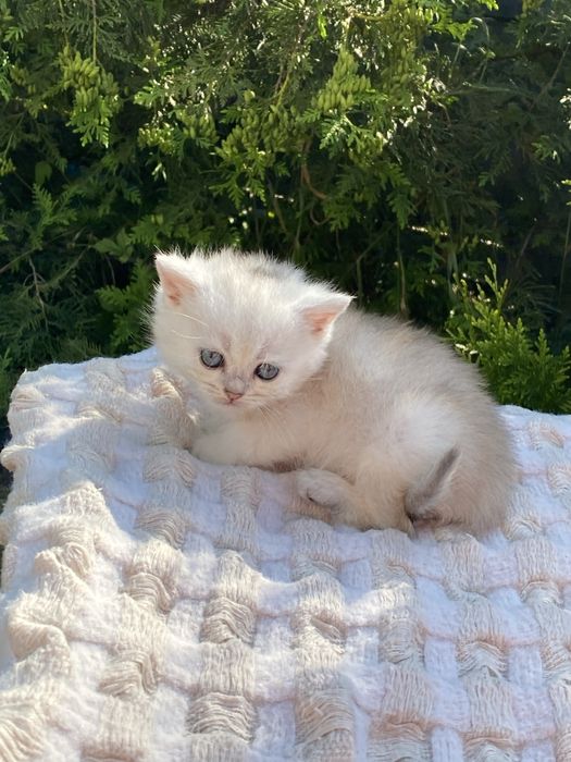 Срібна булочка, бездоганна котодоня