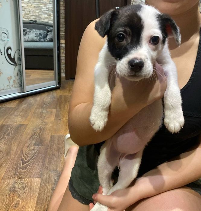 Очень красивый игривый щенок