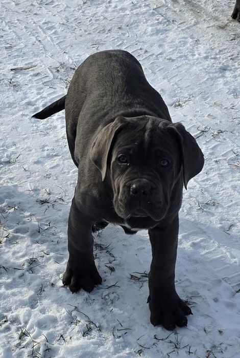 Cane Corso Italiano SUCZKA BŁĘKITNA