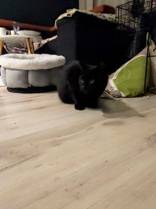 cudowna kicia potrzebuje znaleźć domek