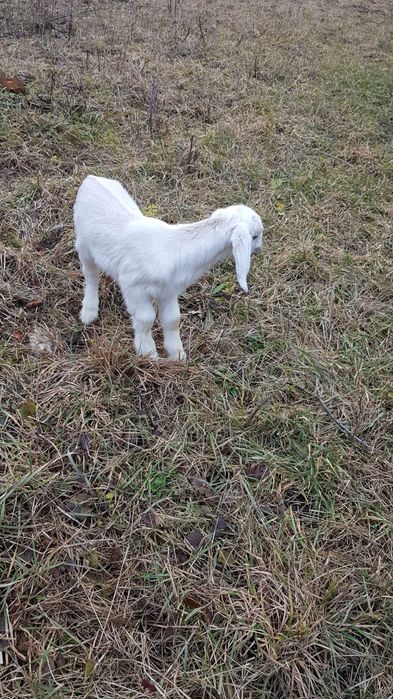 Козочка нубійська