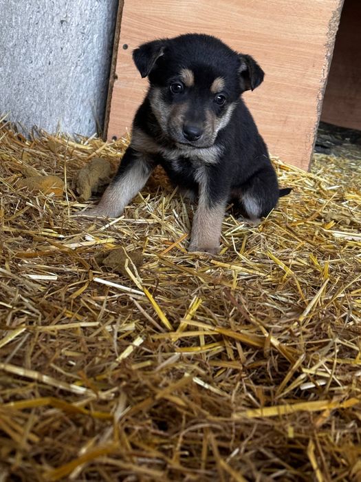 Віддам цуценят в добрі руки