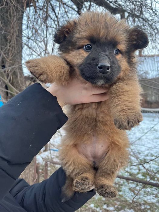 Пушистие щенки мальчики и девочки в хорошие руки