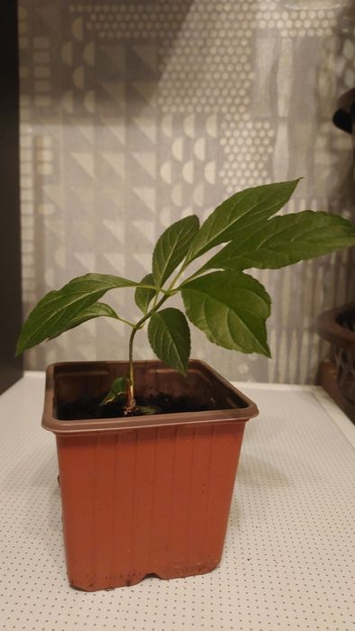 Гортензія ампельна"Runaway Bride" 4річ.