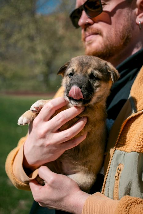 Цуценята шукають дім