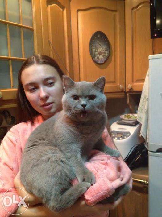 Шотландский прямоухий кот приглашает на вязку