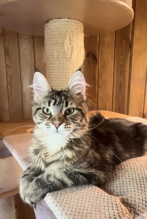 Kleopatra piekna kotka maine coon SHK WCF