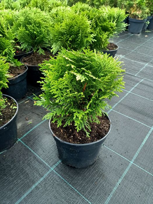 Туя шаровидна Даніка, Міріам та Хоссері