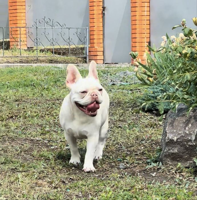 Изабелла тан платина носитель какао и флаффи