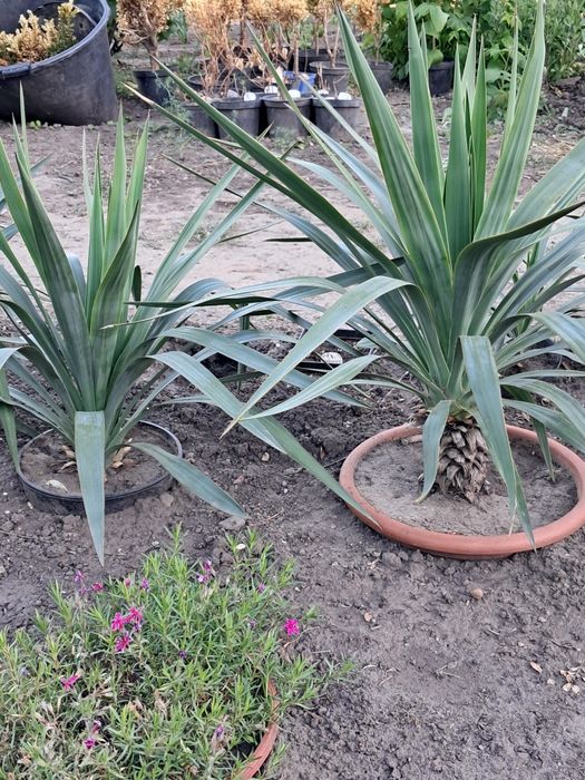 Yucca gloriosa wspaniała, budująca pień, do ogrodu, na taras
