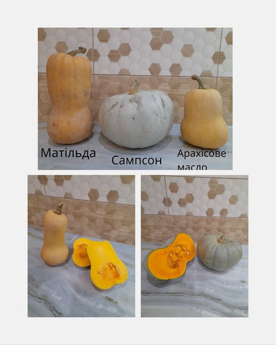 Домашні солодкі гарбузи мускатного типу