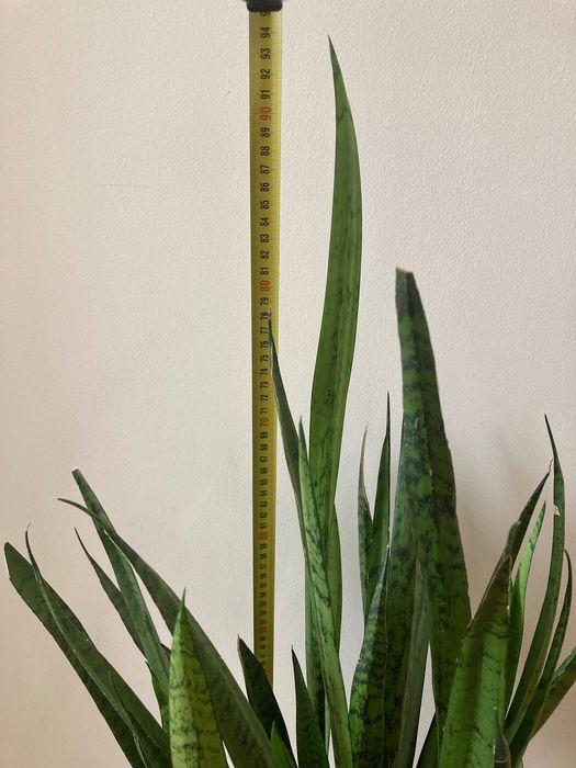 Planta - Espada de São Jorge grande (95cm)