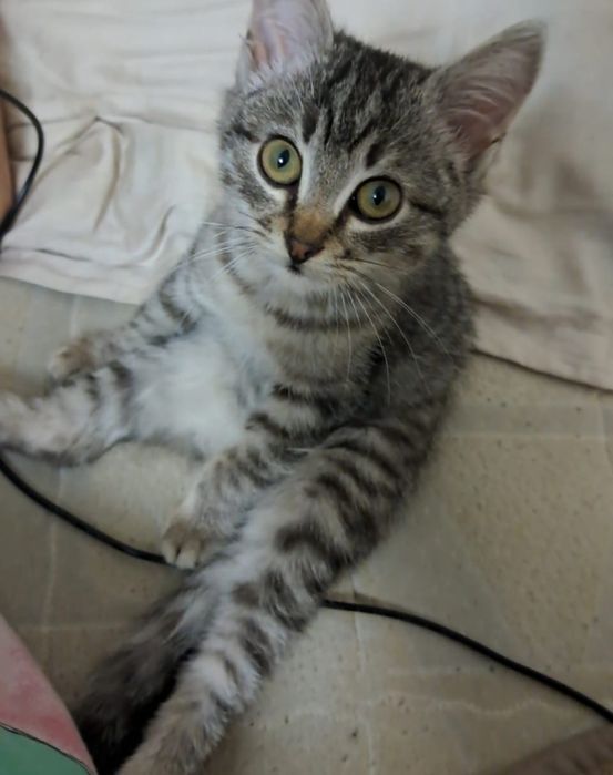 Віддам у добрі руки КОТА