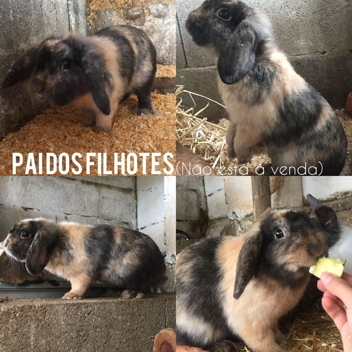 Coelhos Anões Disponíveis