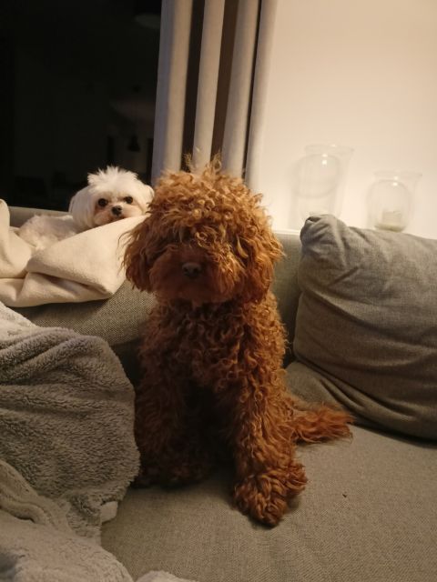 Maltipoo szczeniak mini