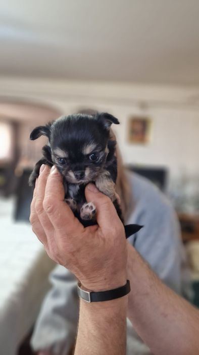 Chihuahua długowłosa