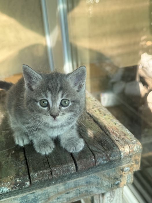 Віддам в добрі руки котики та кішки