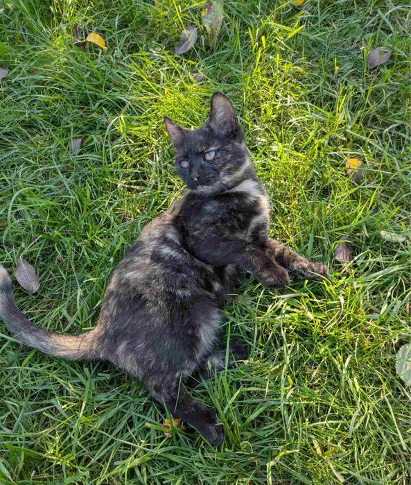Кошенята, домашні улюбленці