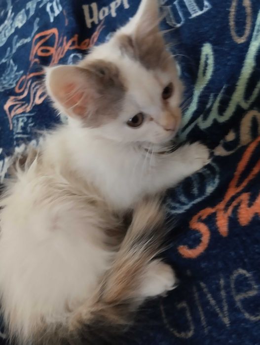 Віддам в гарні руки кошеня