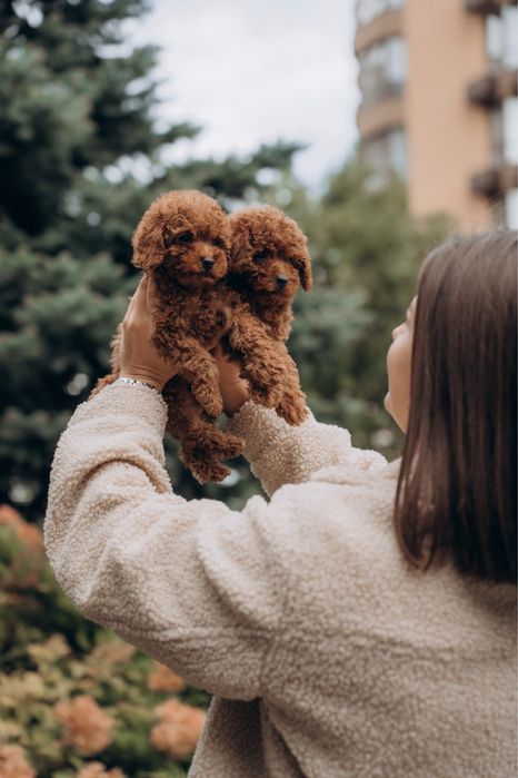 Poodle supper mini