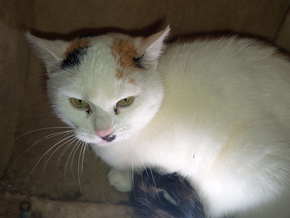 Kotka Jesień potrzebuje domku